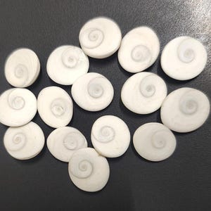 White side of gomti chakra stones – sacred shells for vastu, prosperity and spiritual use