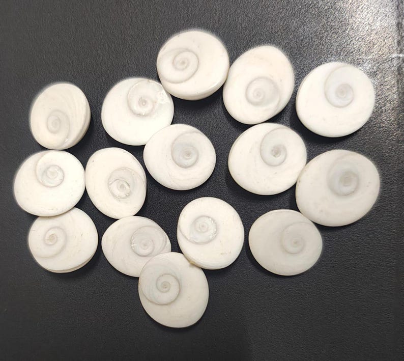 White side of gomti chakra stones – sacred shells for vastu, prosperity and spiritual use