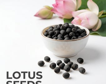 天然の蓮の種：ラクシュミー・プージャ用カマル・ガッタ（Nelumbo nucifera）