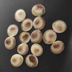 White gomti chakra stones cluster – natural spiritual shells for pooja and vastu remedies