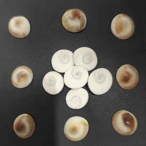 White gomti chakra stones cluster – natural spiritual shells for pooja and vastu remedies