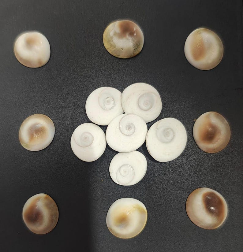 White gomti chakra stones cluster – natural spiritual shells for pooja and vastu remedies