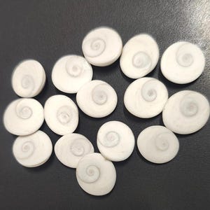 White gomti chakra stones cluster – natural spiritual shells for pooja and vastu remedies