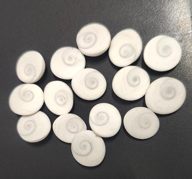 White gomti chakra stones cluster – natural spiritual shells for pooja and vastu remedies