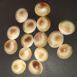 Natural gomti chakra shells scattered on surface – spiritual stones for pooja and rituals