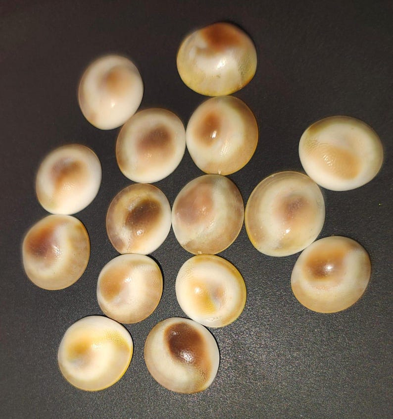 Natural gomti chakra shells scattered on surface – spiritual stones for pooja and rituals