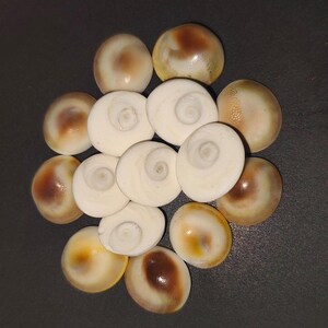 White gomti chakra stones cluster – natural spiritual shells for pooja and vastu remedies
