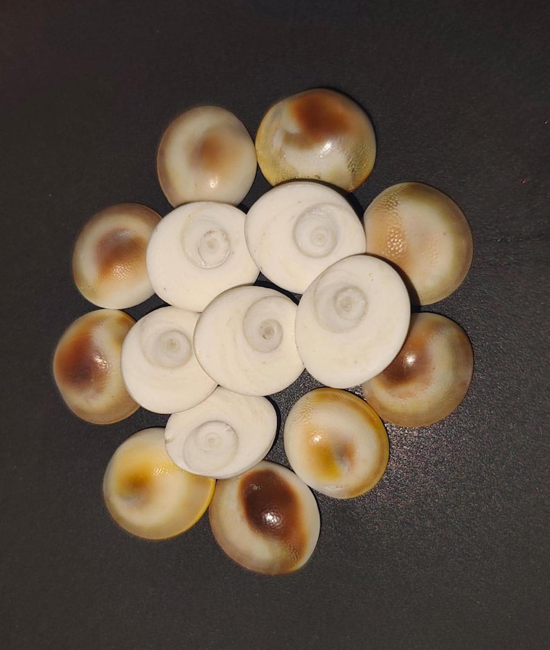 White gomti chakra stones cluster – natural spiritual shells for pooja and vastu remedies