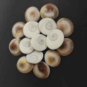 Puede incluir: Un conjunto de conchas marinas, algunas con diseño en espiral, en tonos blancos y marrones. Las conchas están dispuestas sobre una superficie oscura, creando un contraste que resalta sus colores y texturas naturales. Estas conchas son ideales para manualidades o decoración.