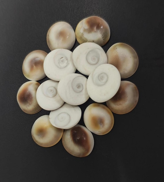 Energized Gomti Chakra Natural Shells, Pooja Stones, Polished Chakras for Craft and Jewelry Use