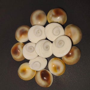 Gomti chakra spiral pattern arrangement – sacred shells for vastu remedies and good luck