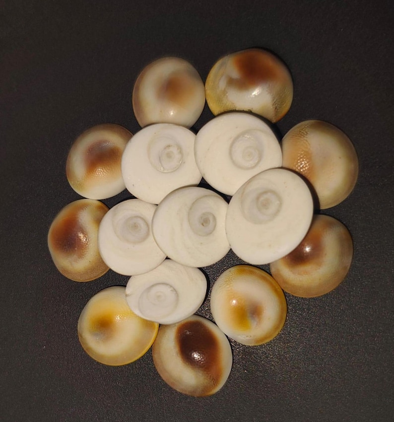 Gomti chakra spiral pattern arrangement – sacred shells for vastu remedies and good luck