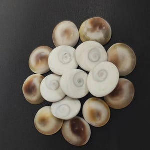 Gomti chakra circular arrangement mixed sides – natural stones for pooja and spiritual rituals