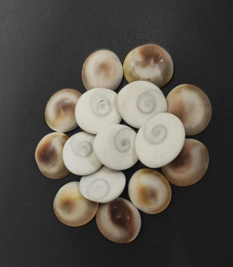 Gomti chakra circular arrangement mixed sides – natural stones for pooja and spiritual rituals