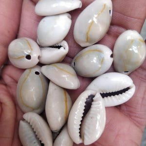 May include: A collection of white and cream-colored seashells with a glossy finish. Each shell has a natural, smooth texture and a small hole for stringing. Some shells have a thin, yellow-brown stripe.