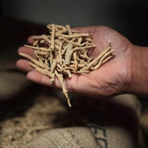 ashwagandha roots in hand dried herbal withania somnifera natural raw material