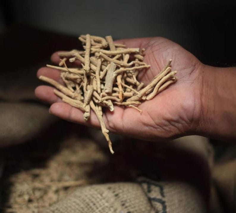 ashwagandha roots in hand dried herbal withania somnifera natural raw material