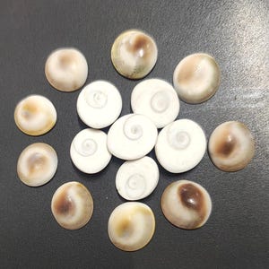Gomti chakra scattered arrangement – sacred shells for wealth attraction and vastu use