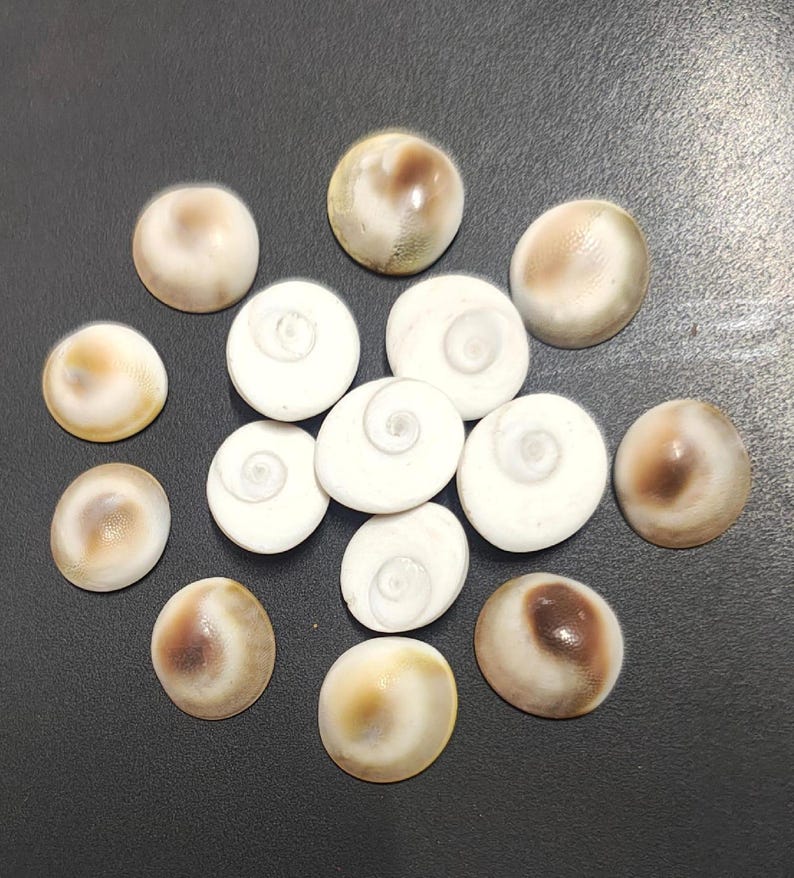Gomti chakra scattered arrangement – sacred shells for wealth attraction and vastu use