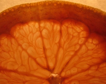 Grapefruit Slice, photograph