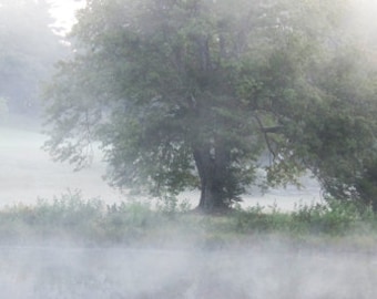 Old Oak on a Foggy Day