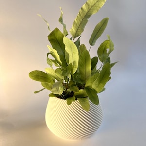 May include: A houseplant with bright green leaves in a white, round, textured pot. The pot has a spiral design. The plant's leaves are a vivid green, and the pot is a clean white.