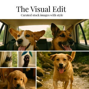20 Realistic Pet Stock Photos | Candid Lifestyle Animal Moments | Natural Light, Authentic Textures | Commercial Use