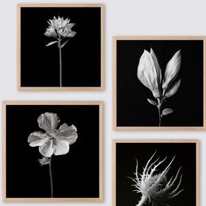Monochrome Botanical Poster: Stylish Vintage Flower Illustration Wall Art, Instant Download