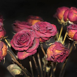 Death Becomes You - Digital Download Photograph