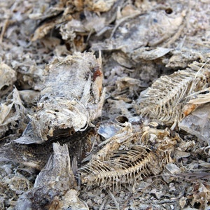 Pescado muerto en el mar de Salton - Fotografía de descarga digital