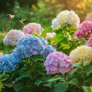 Mixed Hydrangea Seeds: Multicolor Blooms for Garden & Patio