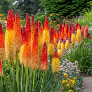 Red Hot Poker Seeds: Vibrant Orange & Red Perennial - Pollinator Garden