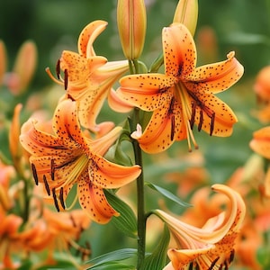 Tiger Lily Seeds: Exotic Orange Blooms, Easy Grow Perennial
