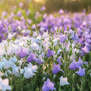 Cottage Garden Bellflower Seeds: Colorful Campanula Blend, Easy-Grow Perennial