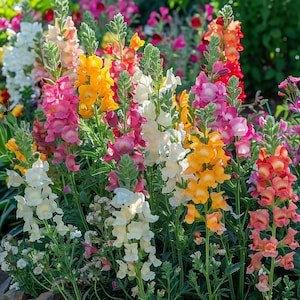 Colorful Snapdragon Flower Seeds: Easy Grow Garden Bedding Plant