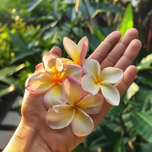 500 Plumeria Seeds: geurige tropische bloemen, gemakkelijk te kweken