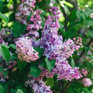 Lilac Mix Seeds, Fragrant Garden Flowers, Easy to Grow Perennials, Vibrant Blooms for Garden Beds, Patio Pots, and Home Decoration