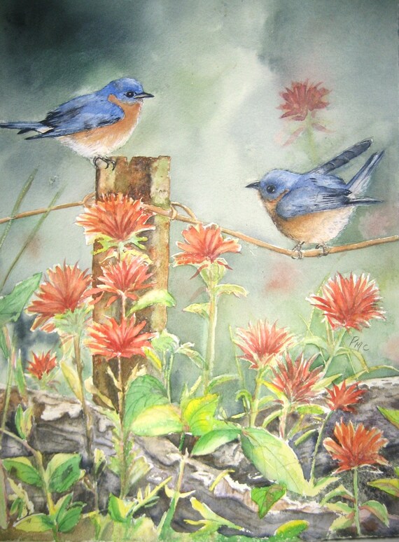 indian paintbrush watercolor