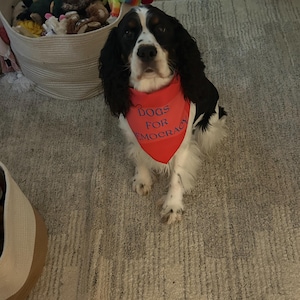 Custom Dog Bandana