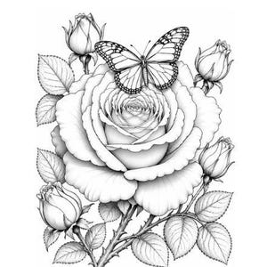 Puede incluir: Una ilustración de arte lineal en blanco y negro que presenta una rosa grande y central en flor rodeada por cuatro capullos de rosa y hojas. Una mariposa detallada con alas estampadas descansa sobre los pétalos de la rosa central.