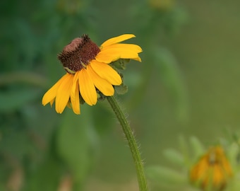 Rudbeckia Flower Photo Print, Black Eyed Susan Botanical Wall Art (Instant Download)