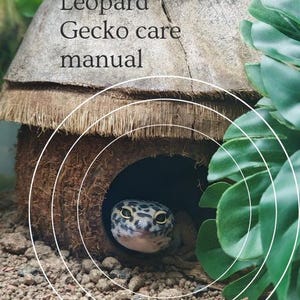 Leopard Gecko care manual
