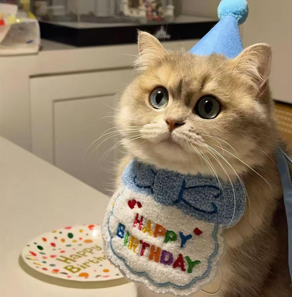 birthday dresses for dogs Girl's Dress Marie Kitten Cat