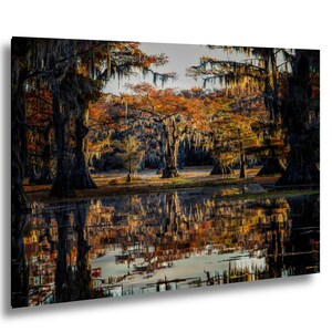 Caddo Lake-cipressenprint - herfstochtend reflectie op stilstaand water