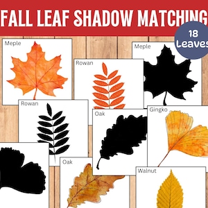 Könnte beinhalten: Lehrreiches Spiel zum Zuordnen von Blätterschatten. Das Bild zeigt farbenfrohe Blätterillustrationen und ihre schwarzen Silhouetten. Der Text "Fall Leaf Shadow Matching" steht oben, mit "18 Leaves" in einem blauen Kreis.