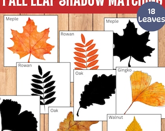 Pode incluir: Jogo educativo de correspondência de sombras de folhas. A imagem mostra ilustrações coloridas de folhas e suas silhuetas pretas. O texto "Fall Leaf Shadow Matching" está no topo, com "18 Leaves" em um círculo azul.