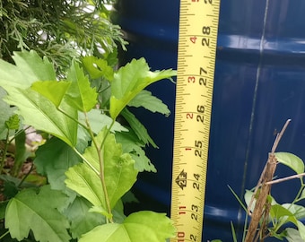 Plantas de raíz viva de rosa de Siria de 18" a 24"