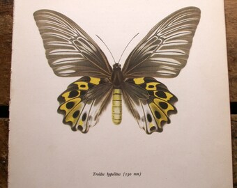 Vintage geel en grijs Butterfly botanische Print - Troides hypolitus
