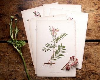Antique Botanical Prints - Flower Lithographs from L. Prang & Company, Boston - Five Color Plates Available