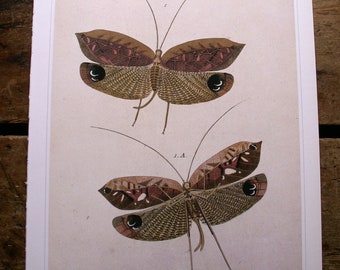 Vintage Botanical Print - Two Giant Winged Insects